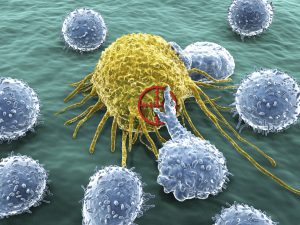 Lymphocytes and cancer cell