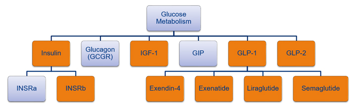 Figure 1. Comprehensive portfolio of GPCR products for glucose metabolism