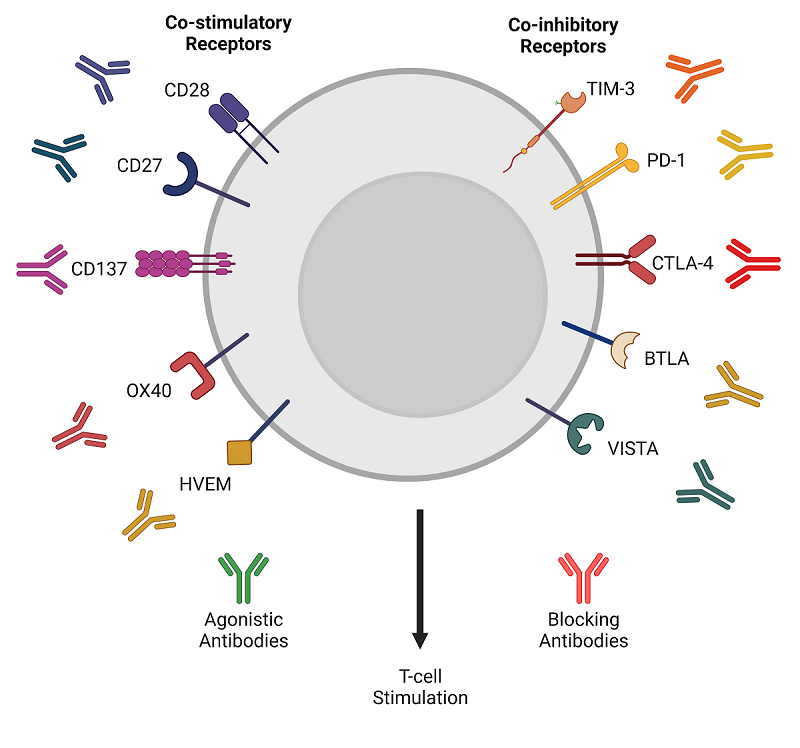 Figure 1. Co-stimulatory and Co-inhibitory Receptors Involved in T-cell Activation.