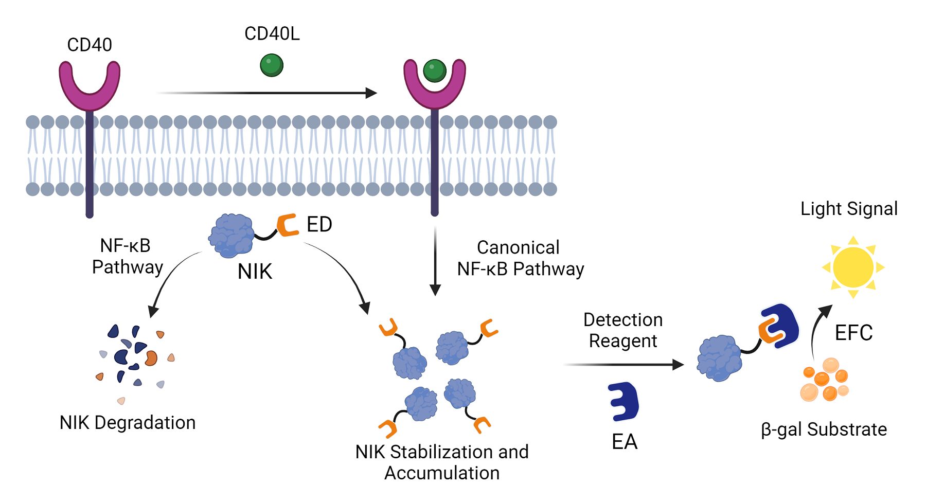 Figure 2. Enzyme Fragment Complementation Assay Design with CD40 Checkpoint Receptor.