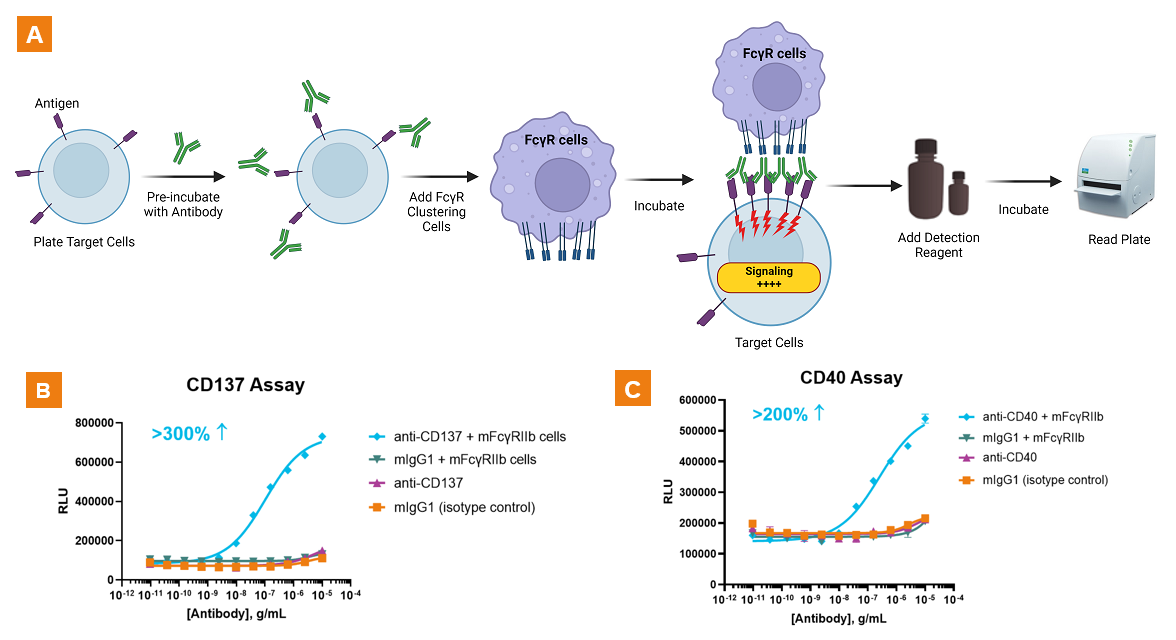 Figure 3. Modified Assay Design for Augmenting Agonistic Antibodies and Enhanced Agonism of anti-CD137 and anti-CD40 Antibodies.