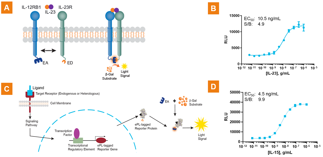 IL-23 induced receptor dimerization assay and signaling reporter assay