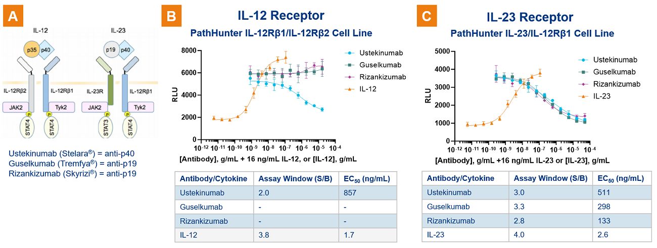 Therapeutics targeting p40 subunit of IL-23 and IL-12