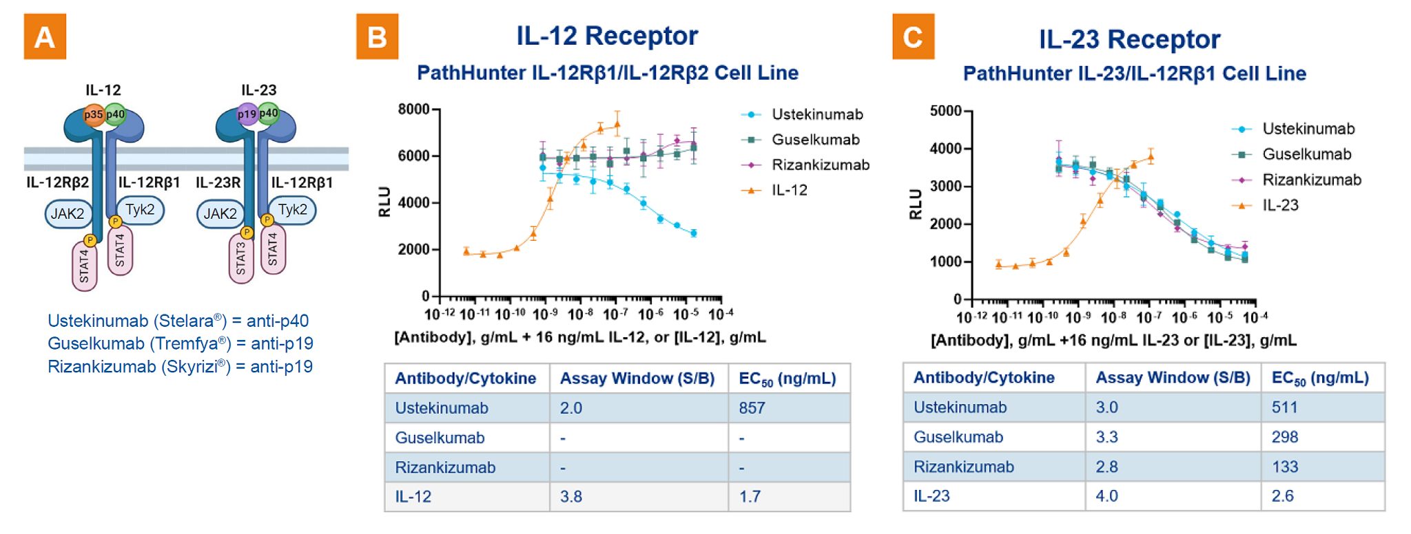 Therapeutics targeting p40 subunit of IL-23 and IL-12